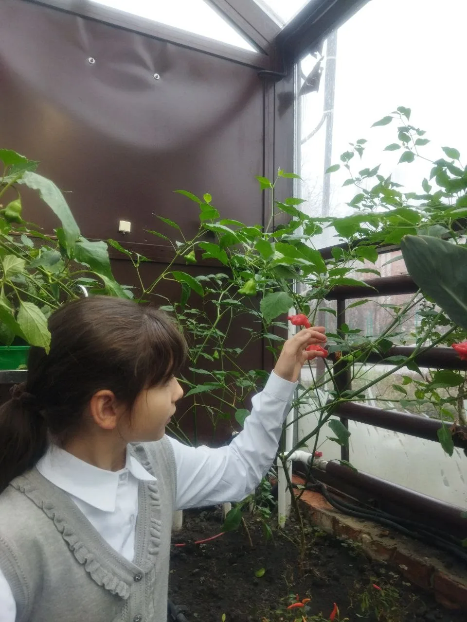 В «умной теплице» Областного центра экологии,  краеведения и туризма  поспевает «Спрут новогодний»