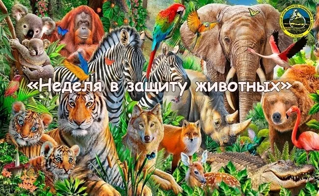 Завершилась акция «Неделя в защиту животных»