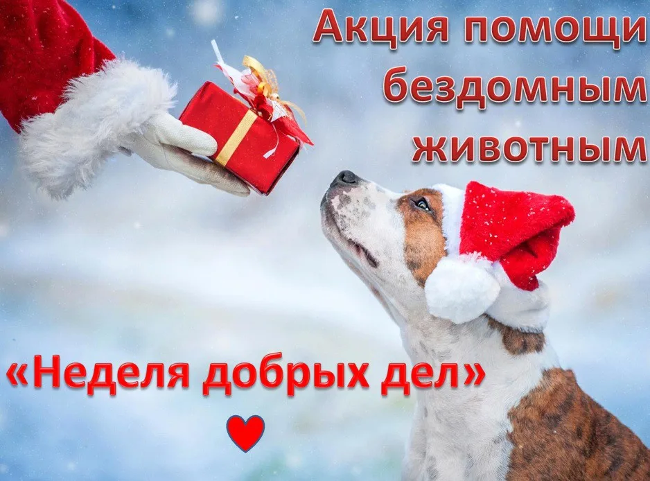 С 13 по 22 декабря 2021 года объявлена благотворительная акция помощи бездомным животным «Неделя добрых дел»