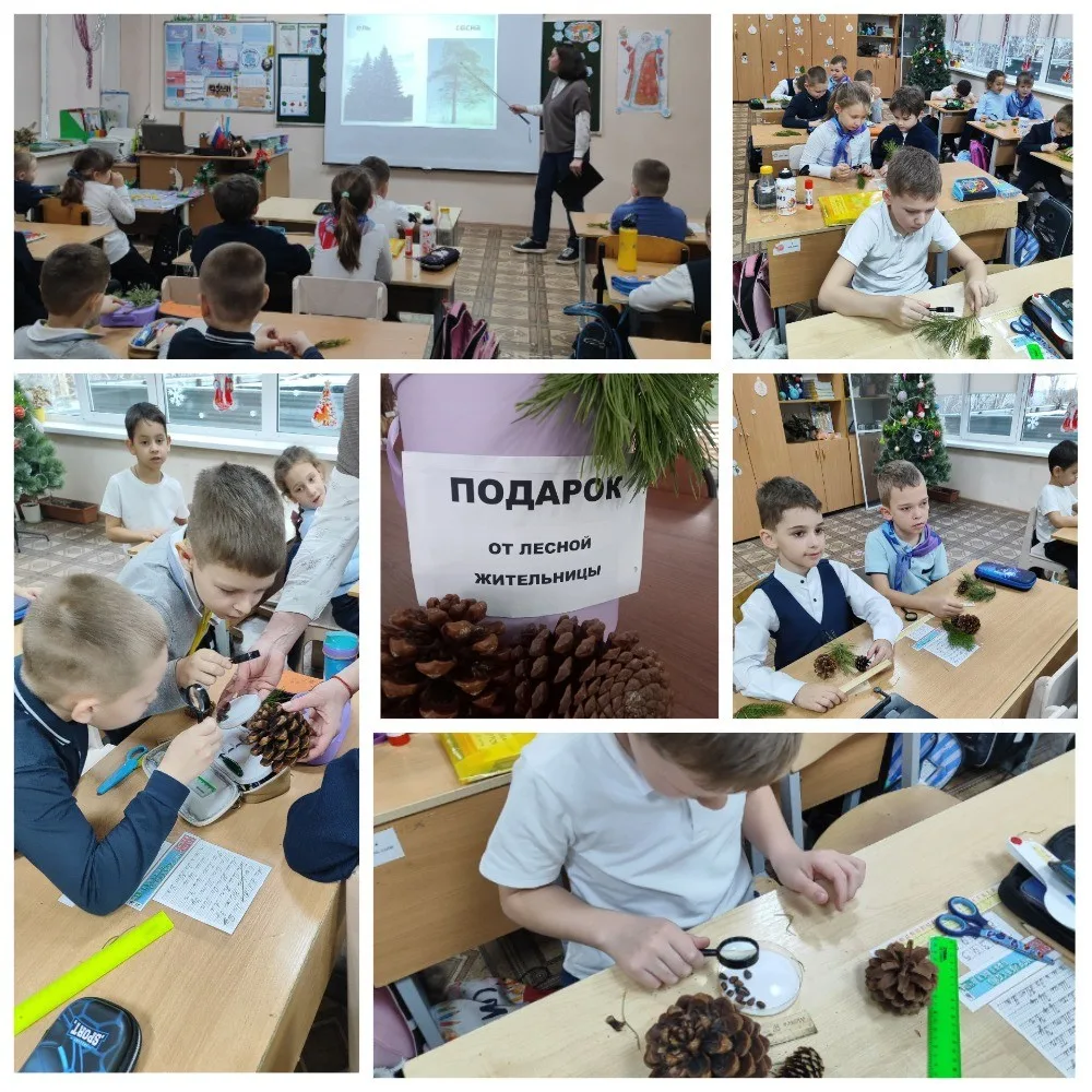 Хвойные красавицы лесного царства