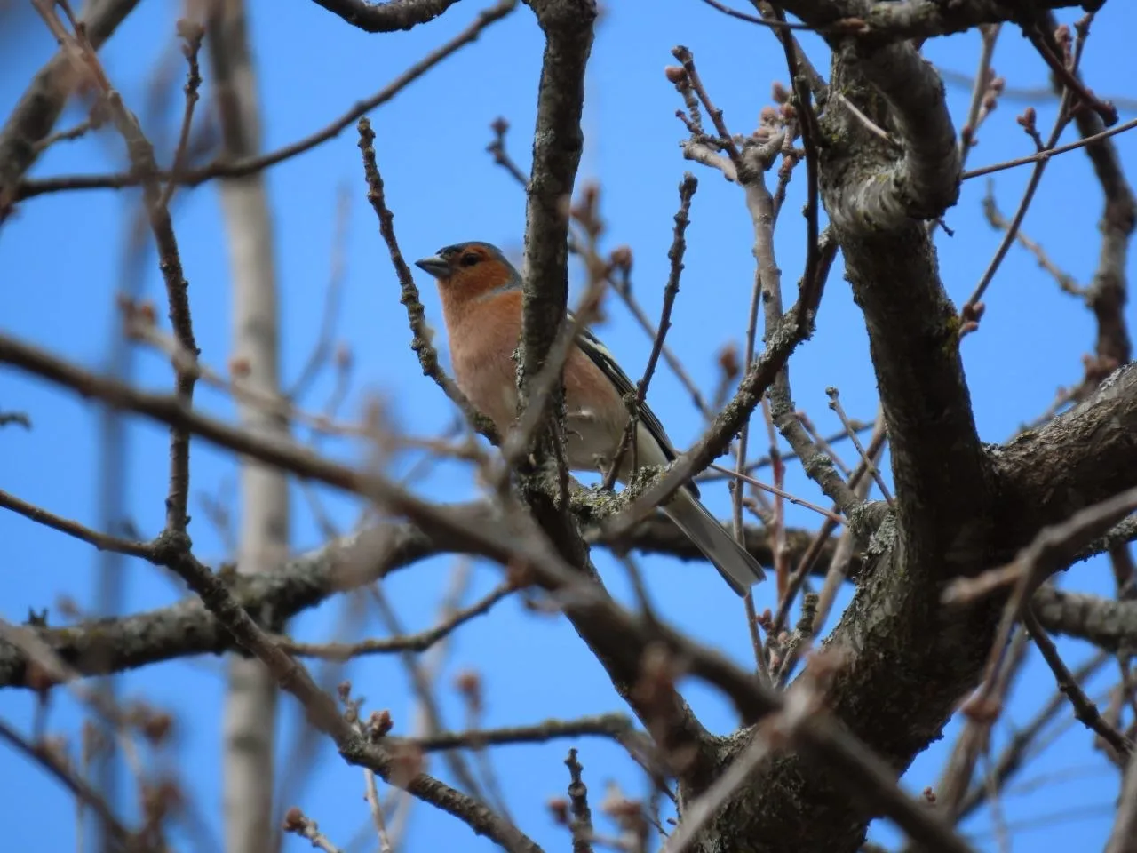 Весна на ООПТ «Урочище Лысая Гора»