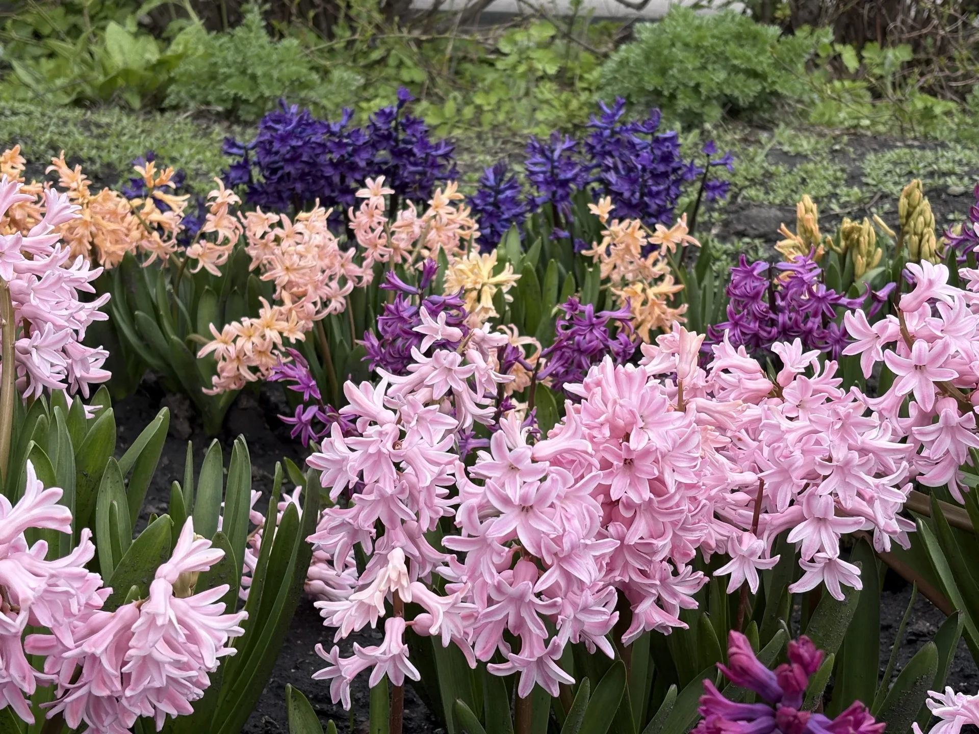 Весеннее чудо на территории Областного центра экологии,  краеведения и туризма