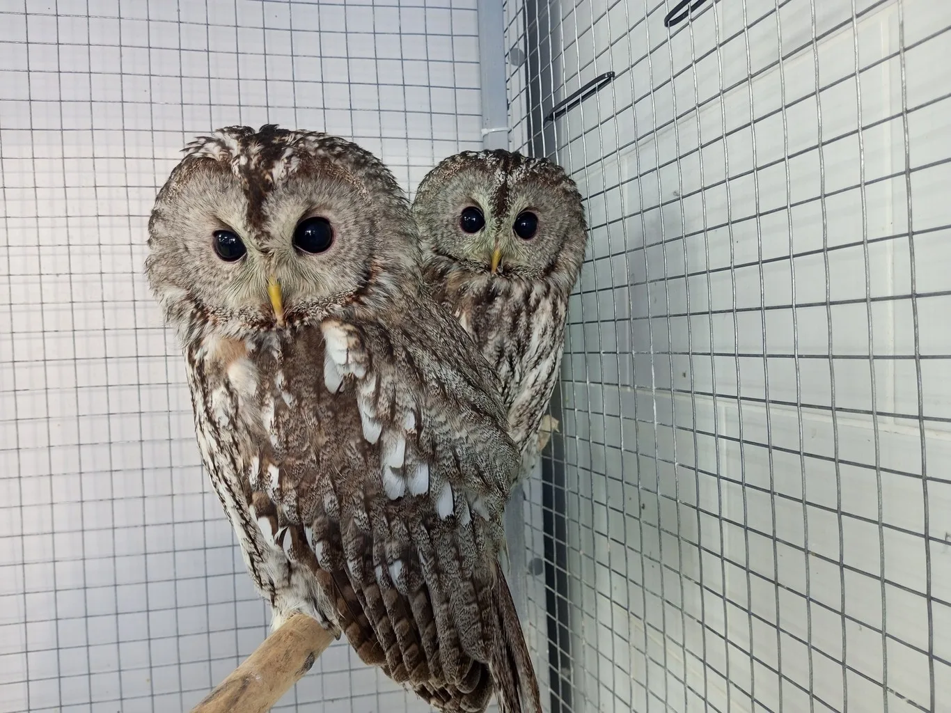 Совы в мини-зоопарке ГБУСОДО «ОЦЭКИТ»