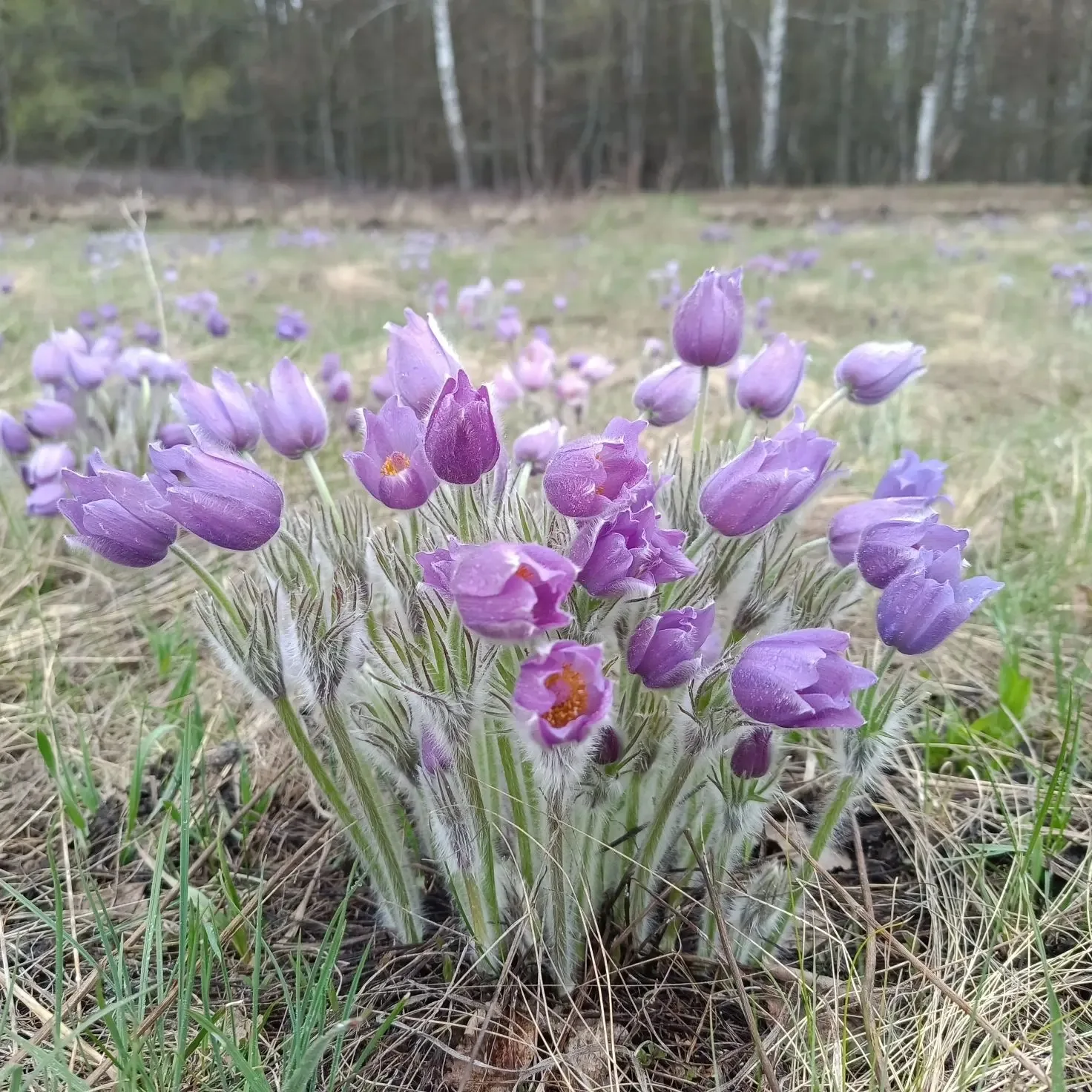Хрупкое дыхание весны. Берегите первоцветы!